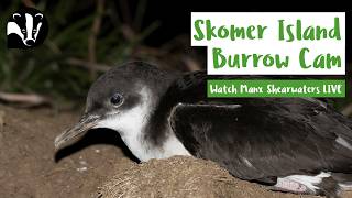 Burrow Cam - Skomer Island Livestream live webcam
