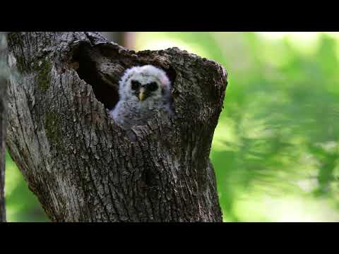 Barred Owl Chick