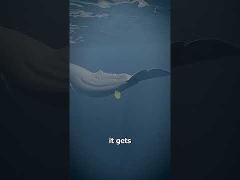 Whale Vomit Is Worth Millions 😳