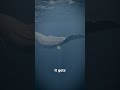 Whale Vomit Is Worth Millions