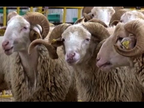 Koyun Yetiştiriciliği - Sakaryada Koyunculuk Aile İşletmeleri