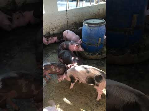 Granja gf suinos em Itapipoca Ce a máquina da suinocultura do nordeste 🚀🚀🚀🚀