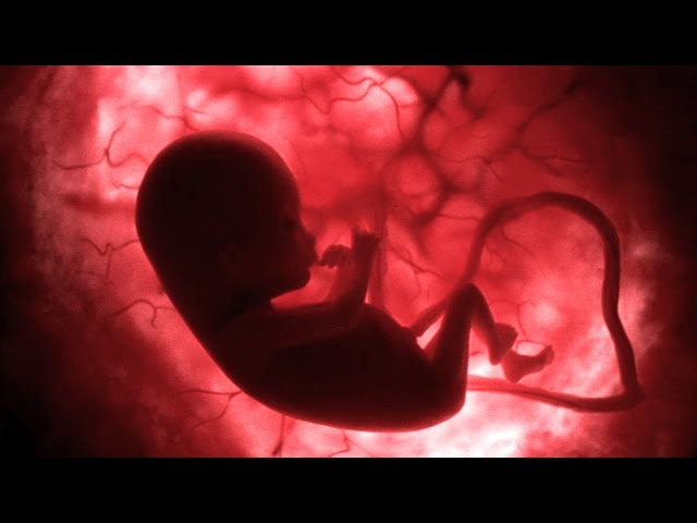The Incredible Journey of Life Before Birth: A Deep Dive into Fetal