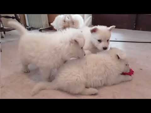 Berger Blanc Suisse Welpe kaufen