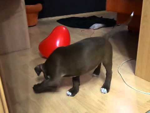 Смотреть видео на alushta24.org