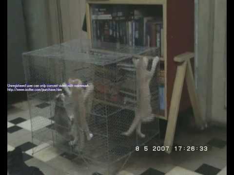 babies with their dad