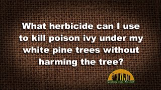Q&A – What herbicide can I use to kill poison ivy under my white pine?