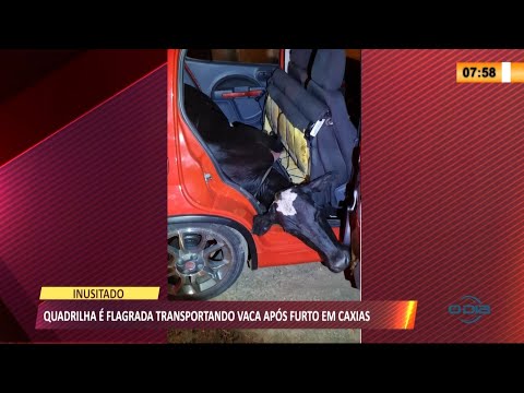 Quadrilha é flagrada transportando vaca após furto em Caxias 11 08 2021