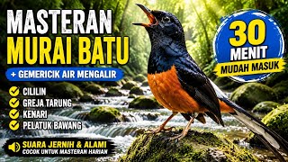 Download lagu Masteran Murai Batu Suara Gemericik Air Mengalir 30 Menit MUDAH MASUK.!!! mp3 Download lagu Masteran Murai Batu Suara Gemericik Air Mengalir 30 Menit MUDAH MASUK.!!! mp3