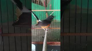 Download lagu Kretekan pendongkrak emosi murai tipe dingin#kretekanmurai#Shorts mp3