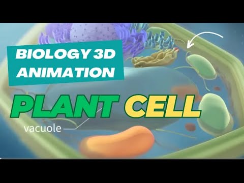 The Secret World Inside Plant Cells-3D Animation Reveals!