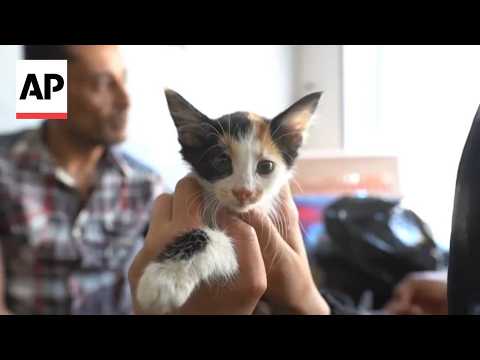 Pet owners in Gaza struggle to care for animals amid food and vet shortages