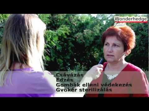 Immunerősített CSODASÖVÉNY®