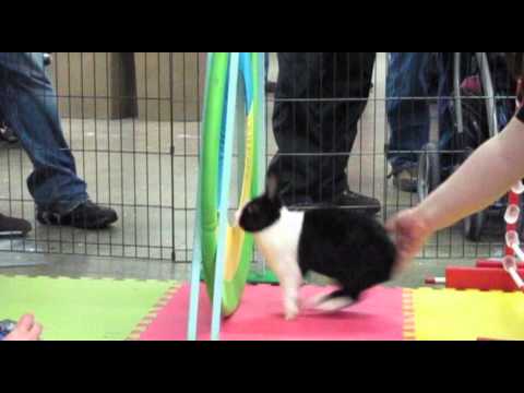 The Canadian Rabbit Hopping Club Presents...