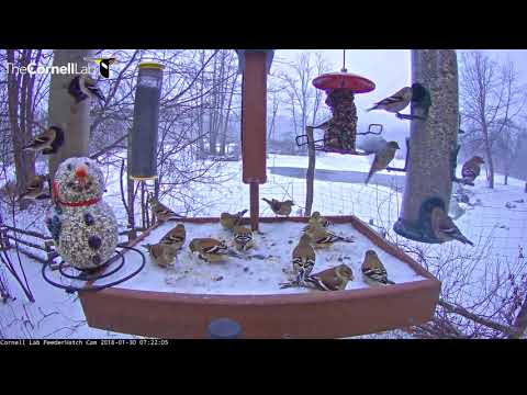 Goldfinches Take Over Snowy Cornell Feeders – Jan 30, 2017