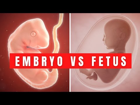 An Embryo vs Fetus | Anatomy