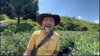 QUE TAL PLANTAR MIRTILO EM SUA CASA? MIRTILOS BRASIL DÁ UMA AULA!!!