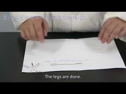 4-2-2B Making and Observing a Water Strider Model-Student's FAQ