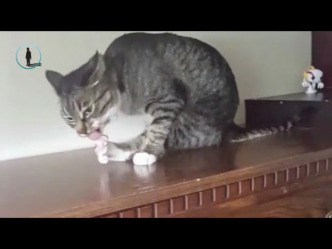 November Funny Cat Fails 🐈 Funny Cat 2018 #bluesky