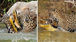 Brazilian Jaguar Takes Down a Crocodile Before Dragging it Off for Dinner in River