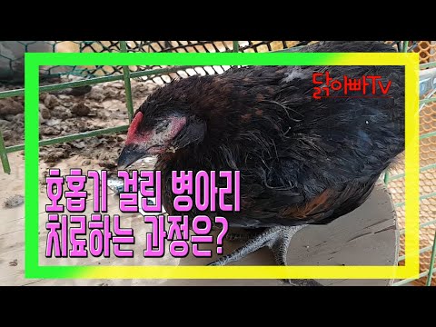 , title : '병아리 호홉기증상만 벌써 3번째 (What is the course of treatment for chick hopping?)'
