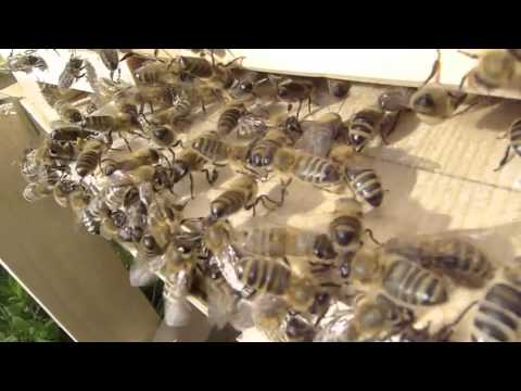 comment construire ruche warré