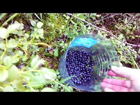Собираю чернику!🍀Сколько в итоге собрала!