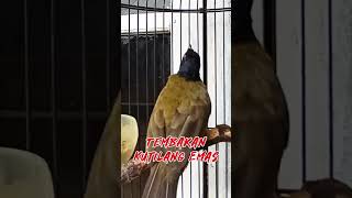 Download lagu Tembakan Kutilang Emas Dor #kicaumania  #kutilangisiankacer mp3