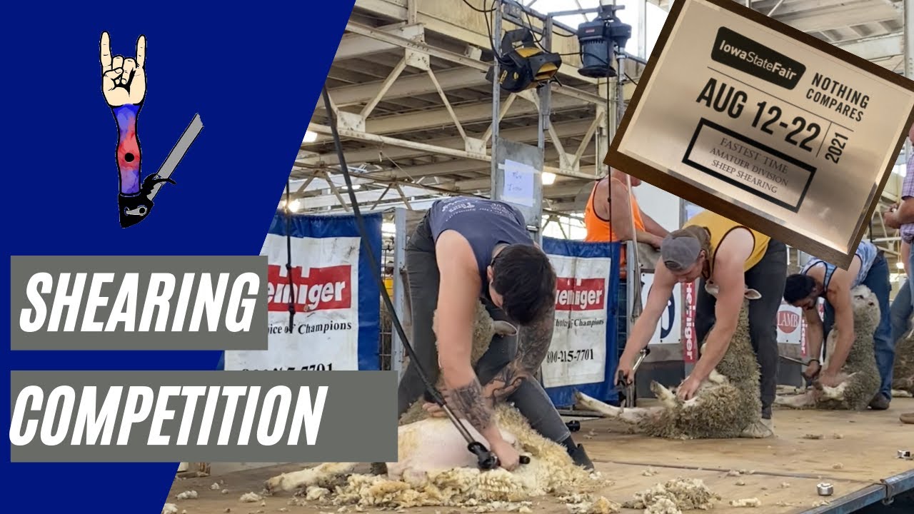 How a Sheep Shearing Competition Works