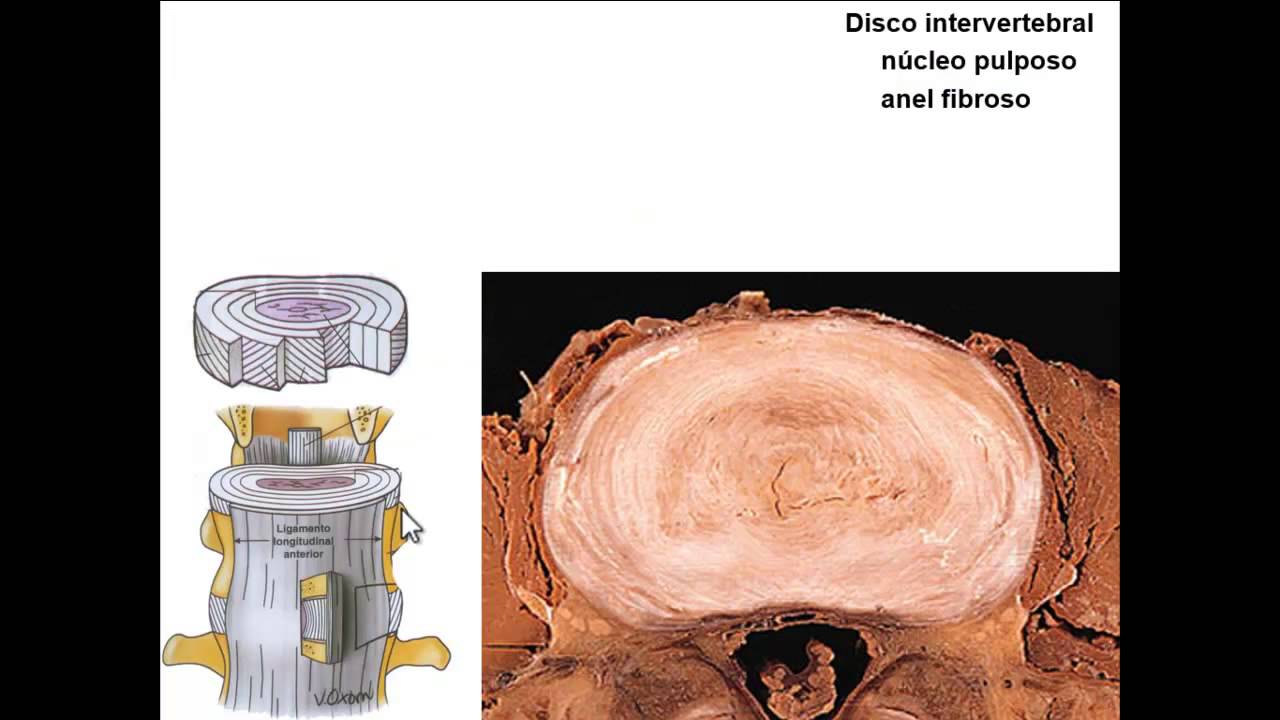 LIGAMENTOS DE TRONCO