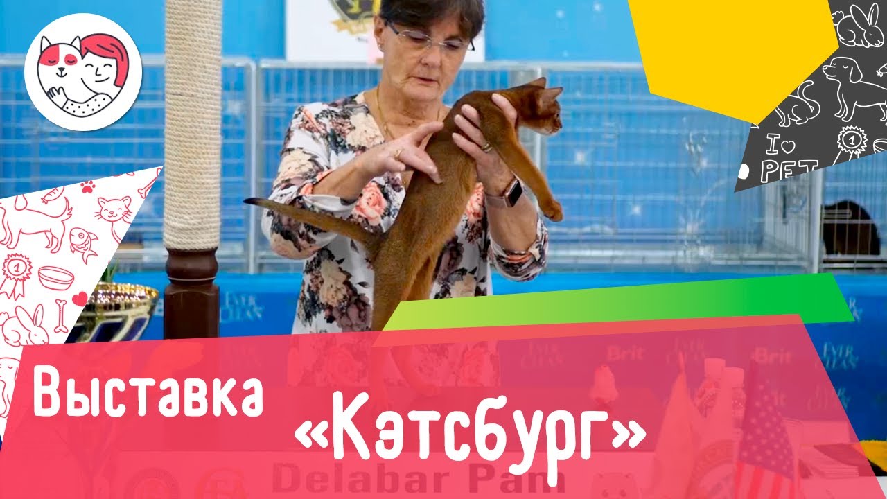 Выставка кошек «Кэтсбсург»