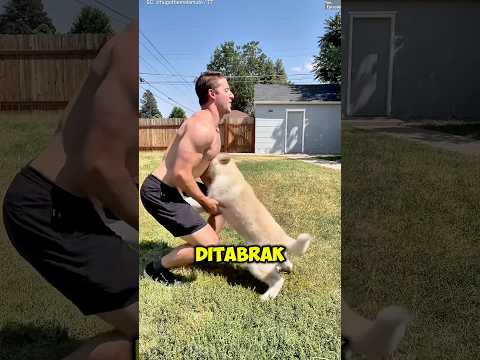 Anjing Ini Terlalu Kuat, Tapi Endingnya..