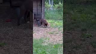 Video preview image #1 Labrador Retriever-Unknown Mix Puppy For Sale in Rustburg, VA, USA