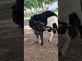 Big Mating