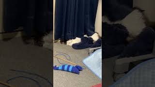 部屋の隅でぐっすりお昼寝中の猫【ノル猫ミロシー】 #shorts