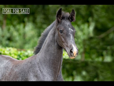 SOLD: Colt 2020 - Glock's Toto jr. x Andretti x Balzflug