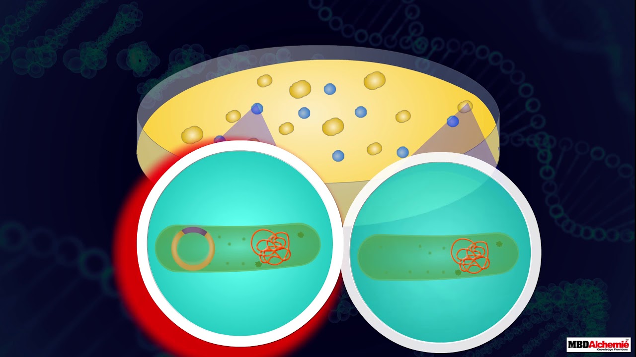 Insertion of Recombinant DNA