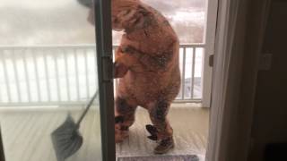T-rex tries to go shovel snow in a blizzard (raw footage!)