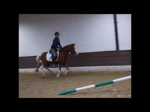 QUATERBACK'S FARBENFROH 3j. Deutsches Reitpony VB 8.000,- Euro