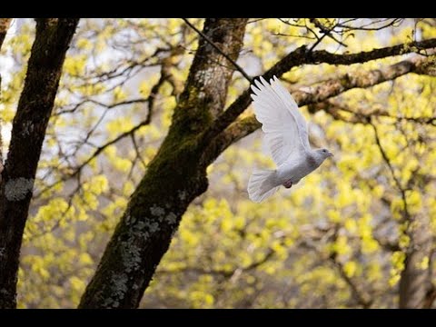 Sehnsucht nach Frieden....! 💛 One Card Channeling am Mittwoch 15.02.2023