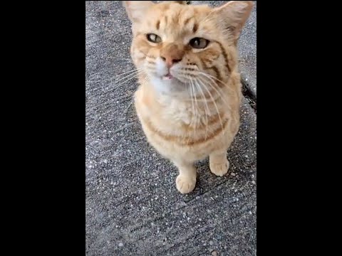 😻Month in review 🐾#tabby #tnr #stray #feral #tabby #cat #rescue #kitten 8