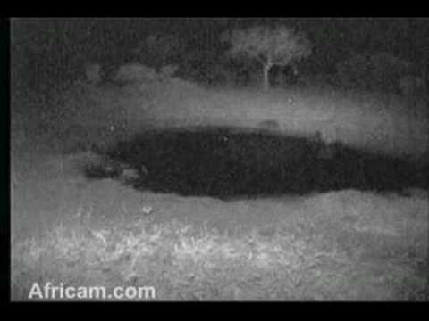 6.1.08 8.25pn NK Rhino soaking, hyena bugging him,jackal cal