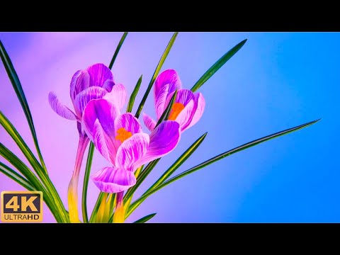 Spring Flowers Blooming Time Lapse With Relaxing Music In 4K (2021)