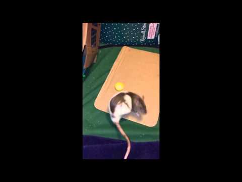 How to Teach your Rat to Come when Called