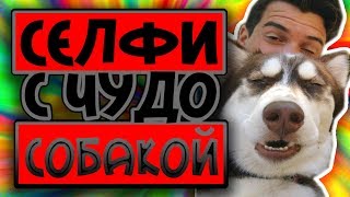 Новые приколы с смешными животными. Лучшие приколы 2018.#4
