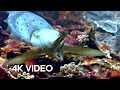 Cuttlefish Hypnotises Prey 4K UHD Blue Planet II BBC Earth