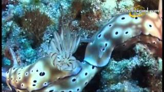 Atlantis Philippines Diving Vacations,Video,Resorts,Vacation Packages