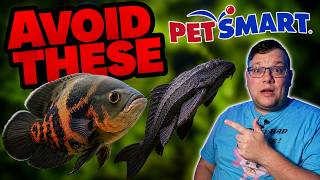 7 Popular Aquarium Fish That Are Terrible for Beginners