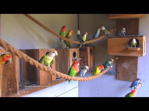 Peach-Faced Lovebirds Aviary | Lovebird TV | Saturday Morning, May 21st, 2022