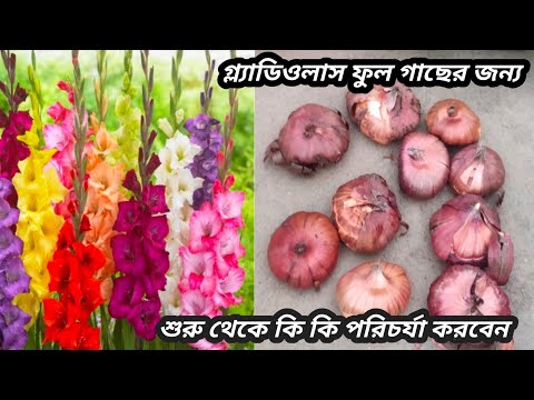 , title : 'How To Grow Gladiolus Bulbs || Gladiolus Bulbs how To Plant || Gladiolus Flower || গ্লাডিওলাস ফুল'